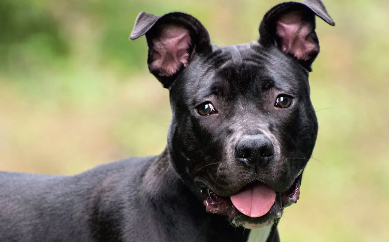 Rescues on the Rock Saving One Poochie at a Time