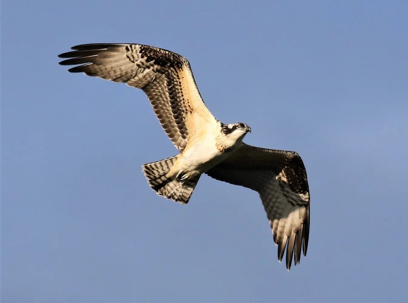 Bainbridge Island Birds