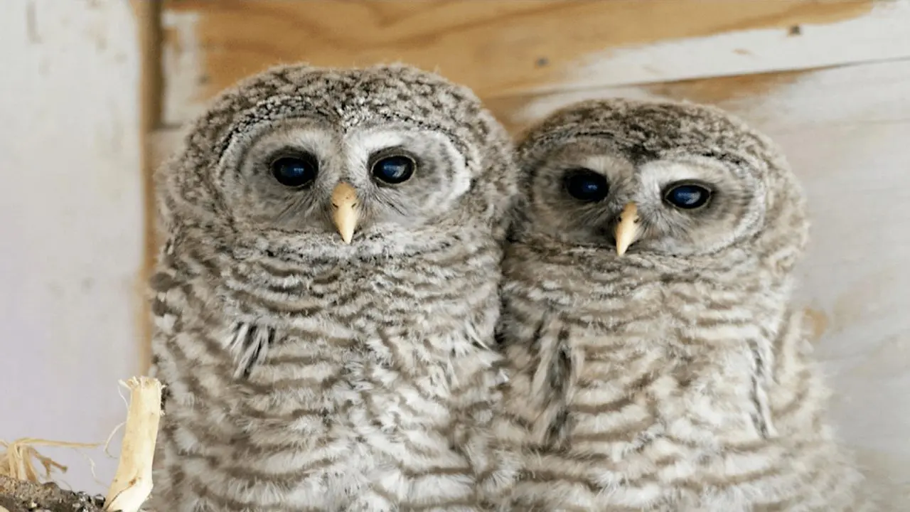 How Many Animals Does West Sound Wildlife Shelter Save